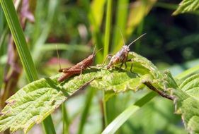 delightful Cricket