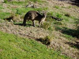 Kangaroo Marsupial animal in Australia