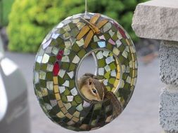 chipmunk sits in bird feeder