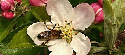 Spring bee on a apple tree