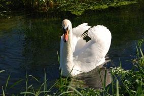 Mute Swan in a pond