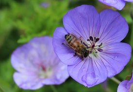 bee pollinating flower after rain