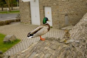 colorful duck on tall stones in the yard