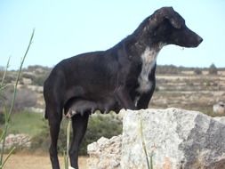 black bitch in countryside