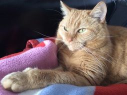 relaxed red domestic cat