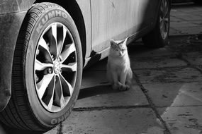 cat sitting near the car