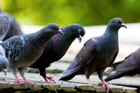 pigeons on a stone slab