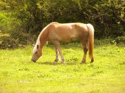 red horse grazing on meadow at sunny day