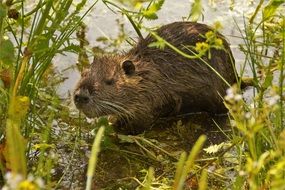 Cute nutria on the pond among the plants
