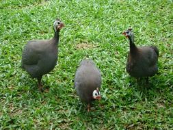 Angola Chickens