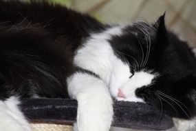 Picture of black and white Chilling Out cat