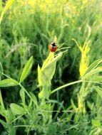 tiny ladybug in summer