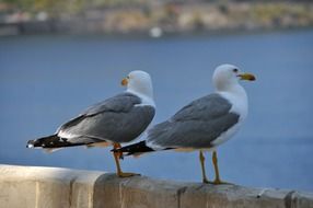 two colorful beautiful Gulls Birds
