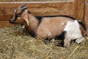 tricolor Goat lying in Stall on Hay