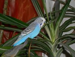 blue budgie on a potted plant