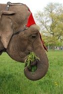 circus elephant is eating grass