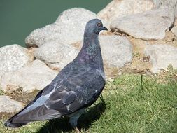 pigeon by the pond