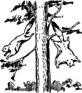 Flying Squirrels from Tree monochrome sketch