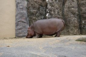 hippopotamus near boulders