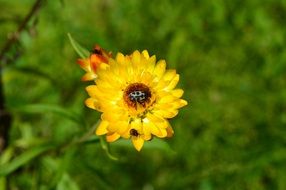 insect ha bright yellow flower close up