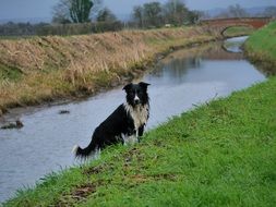 cute border collie by the river