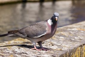 curious dove