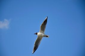 Seagull flies in the sky