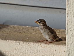 Little brown sparrow bird