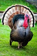 gobbler with wide open tail feathers