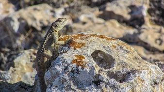 lizard with long body