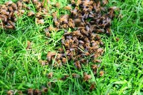 a swarm of bees in the grass on the lawn