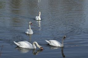 delightful Swan Lake