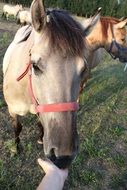 Beautiful and colorful Horses in Poland