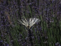 papilio machaon butterfly on the lavender field