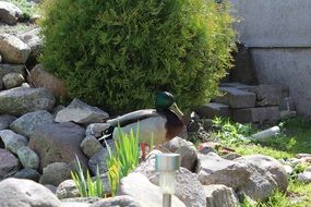 green duck on the stones