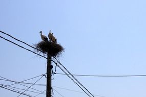 family of storks in the nest on a pole