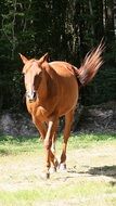 running brown horse on a sunny day