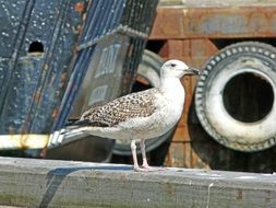 attractive Seagull Port Bird