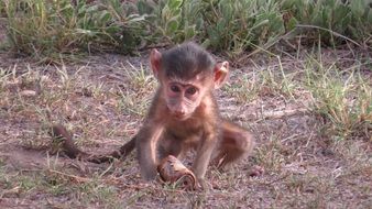 monkey cub in the wild in Kenya