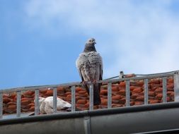 grey dove sits on a tiled roof