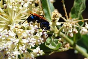 wasp on a white flower close up