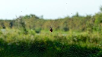 spider on cobweb at summer