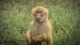 Portrait of the Monkey in the wildlife