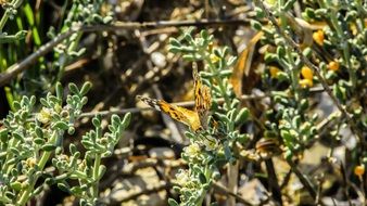 orange butterfly in the bush