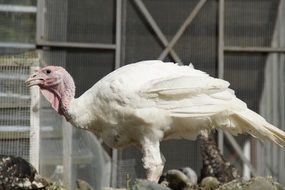 white farm turkey
