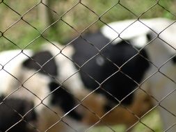 Farm Cattle