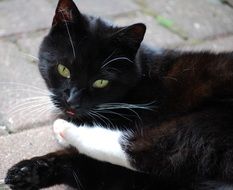 black and white cat licking her paws