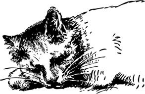 drawn sleeping cat