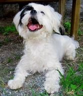 white dog with black eye