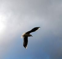 Flight of the bird in the sky